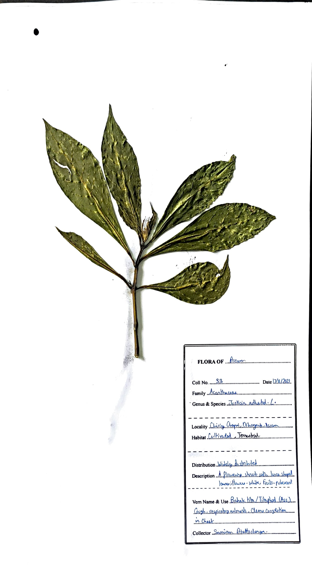 Titaphool (Ass.) (Herbarium)